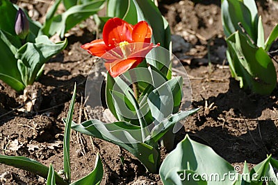 Cultivation of tulips in wooden boxes Stock Photo